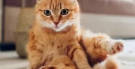 Simbolismo del gato y su significado