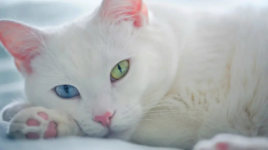 gatos heterocromia ojos