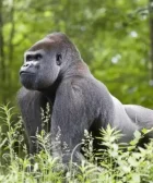 simbolismo significado y espiritual gorila