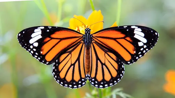 Mariposa monarca resiliencia 