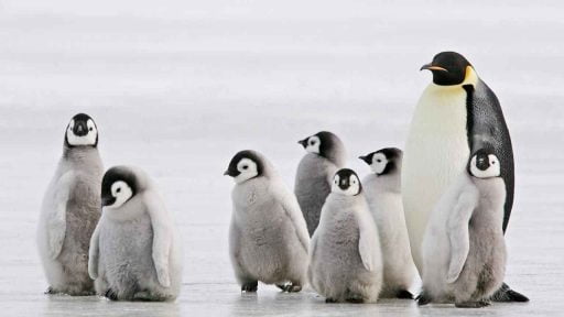 Pingüinos FUERZA